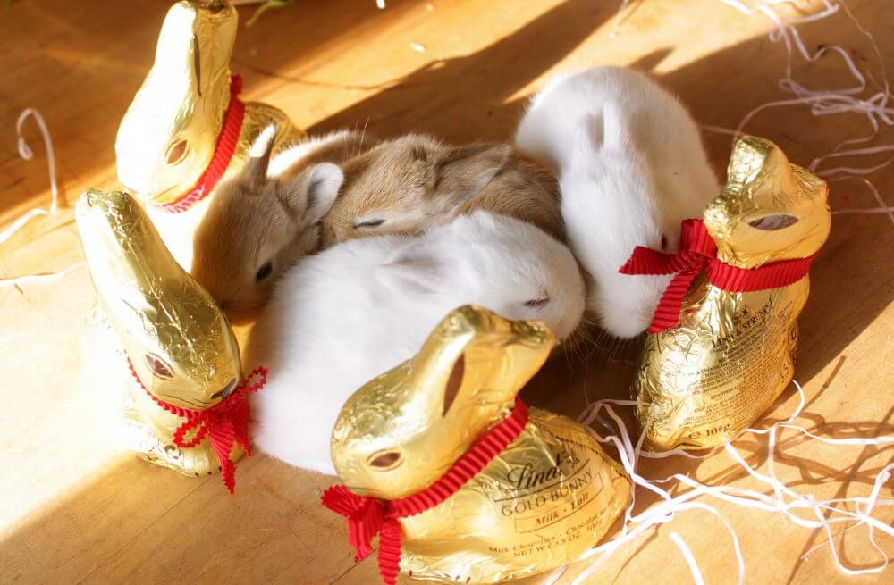 Bunnies on Easter. (Source: Flickr, Rick&Brenda Beerhorst)