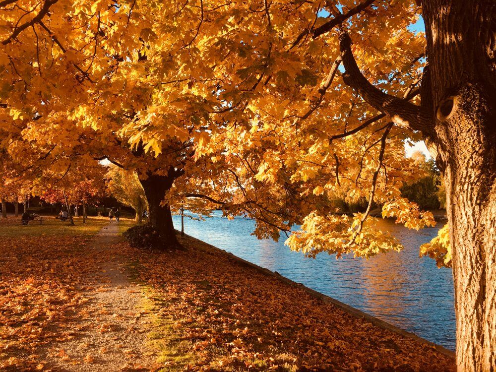 Central Park is transformed in Autumn (PC: Fred Russo on Unsplash)